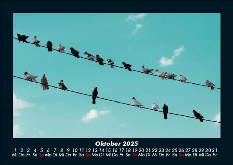 Produktbild: V&ouml;gel 2025 Fotokalender DIN A5