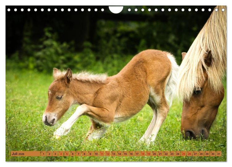 Produktbild: Ponys, die starken Pers&ouml;nlichkeiten (Wandkalender 2026 DIN A4 quer), CALVENDO Monatskalender
