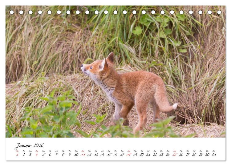Produktbild: Fuchs entdeckt - im Naturparadies der Mecklenburgischen Seenplatte (Tischkalender 2026 DIN A5 quer), CALVENDO Monatskalender