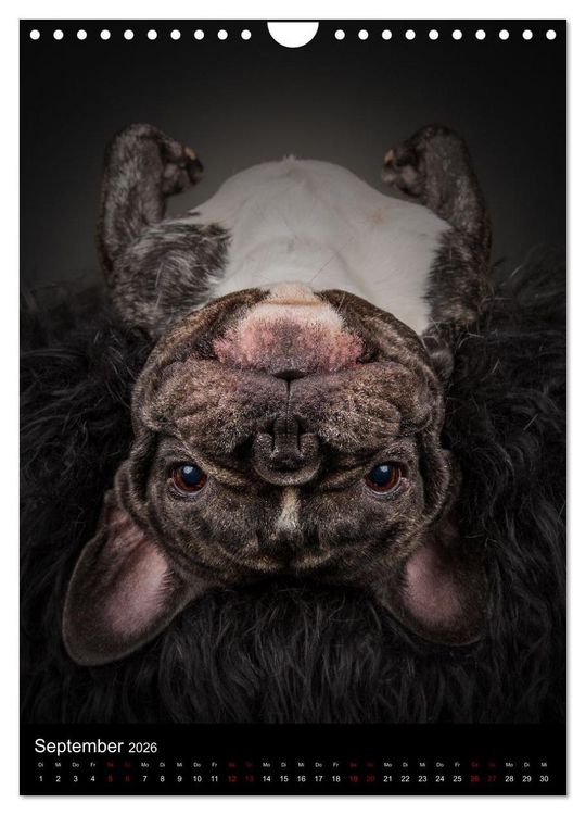 Produktbild: Bullyzauber - Franz&ouml;sische Bulldoggen (Wandkalender 2026 DIN A4 hoch), CALVENDO Monatskalender