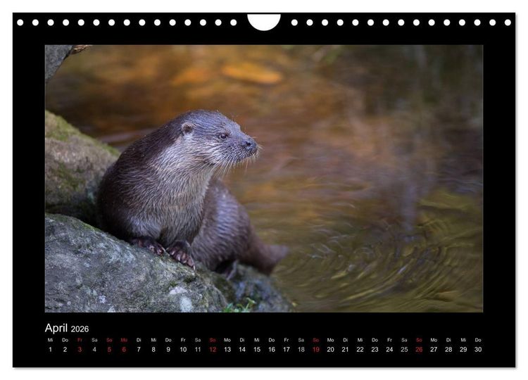 Produktbild: Wolf, Luchs und Co. - Tierbilder aus dem Bayerischen Wald (Wandkalender 2026 DIN A4 quer), CALVENDO Monatskalender