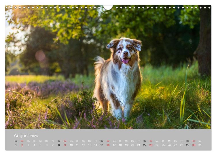 Produktbild: Australian Shepherd 2026 (Wandkalender 2026 DIN A3 quer), CALVENDO Monatskalender