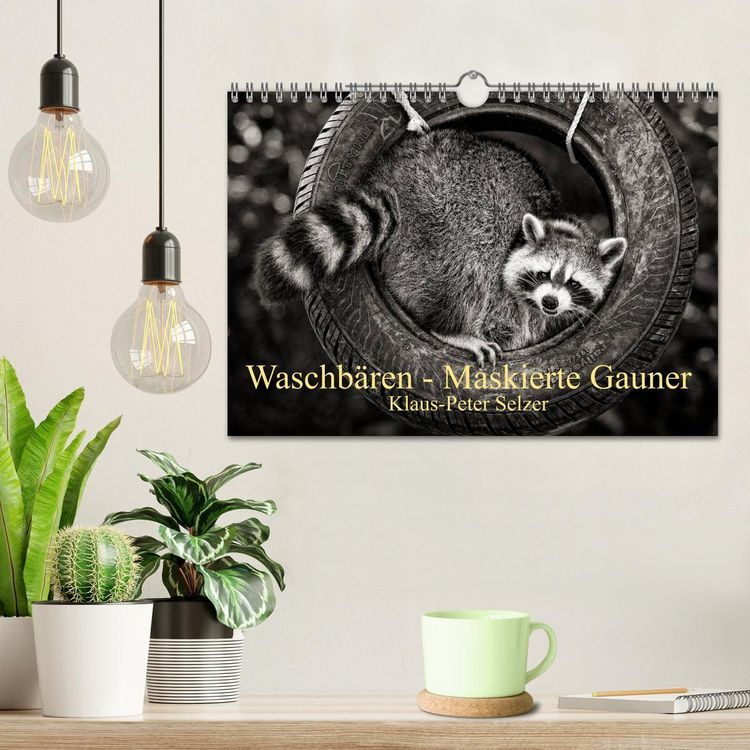 Produktbild: Waschb&auml;ren - Maskierte Gauner (Wandkalender 2026 DIN A4 quer), CALVENDO Monatskalender