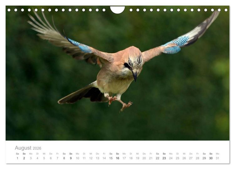 Produktbild: V&ouml;gel in unseren G&auml;rten 2026 (Wandkalender 2026 DIN A4 quer), CALVENDO Monatskalender