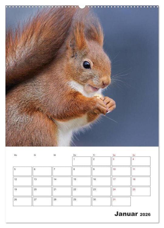 Produktbild: Eichh&ouml;rnchen Luna (Wandkalender 2026 DIN A2 hoch), CALVENDO Monatskalender