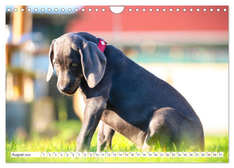 Produktbild: Weimaraner-Labrador (Wandkalender 2026 DIN A4 quer), CALVENDO Monatskalender