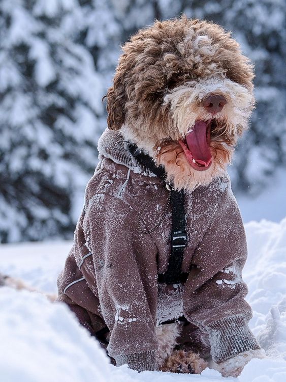 Produktbild: CALVENDO Puzzle Lagotto Schneealarm | 1000 Teile Lege-Gr&ouml;&szlig;e 64x48cm Foto-Puzzle f&uuml;r gl&uuml;ckliche Stunden