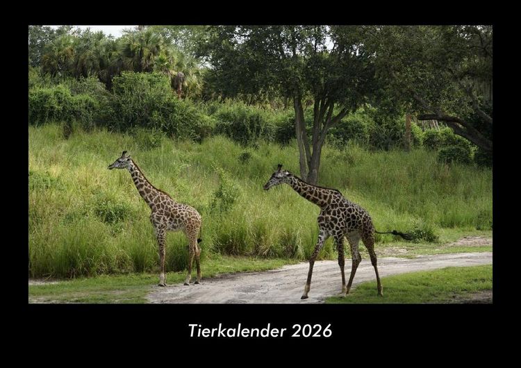 Produktbild: Tierkalender 2026 Fotokalender DIN A3