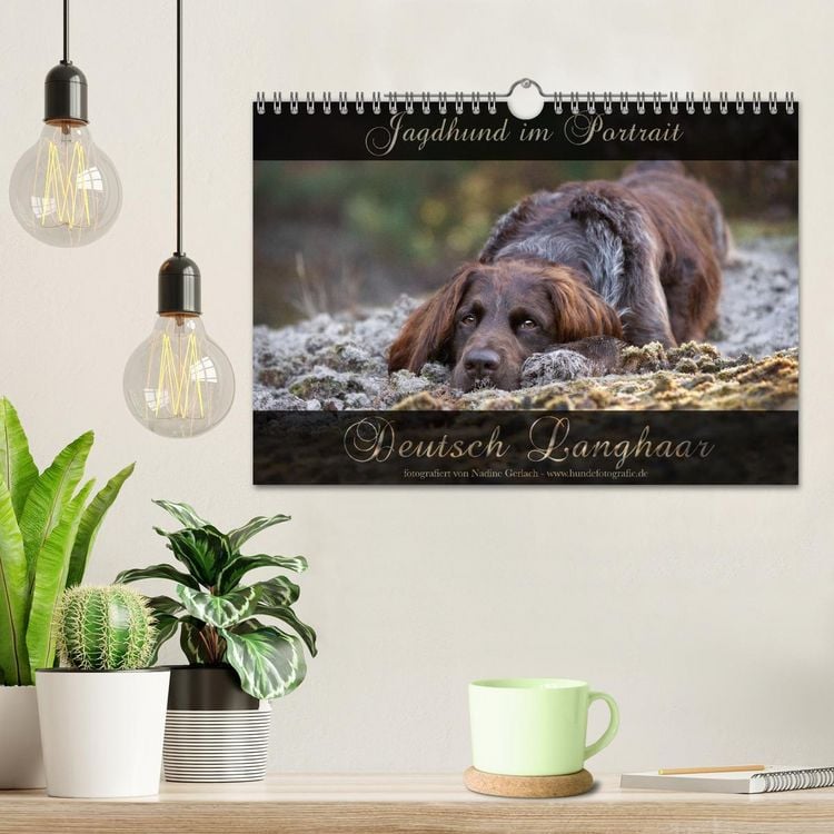 Produktbild: Jagdhund im Portrait - Deutsch Langhaar (Wandkalender 2026 DIN A4 quer), CALVENDO Monatskalender