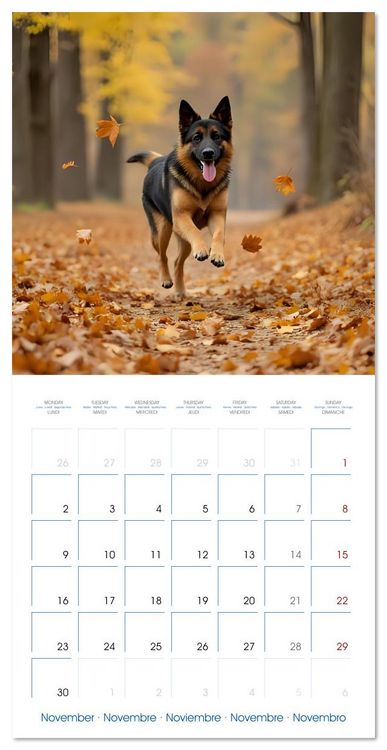 Produktbild: German Shepherds around the year (Wall Calendar 2026 12 &times; 12 Inch) CALVENDO 12 Month Wall Calendar