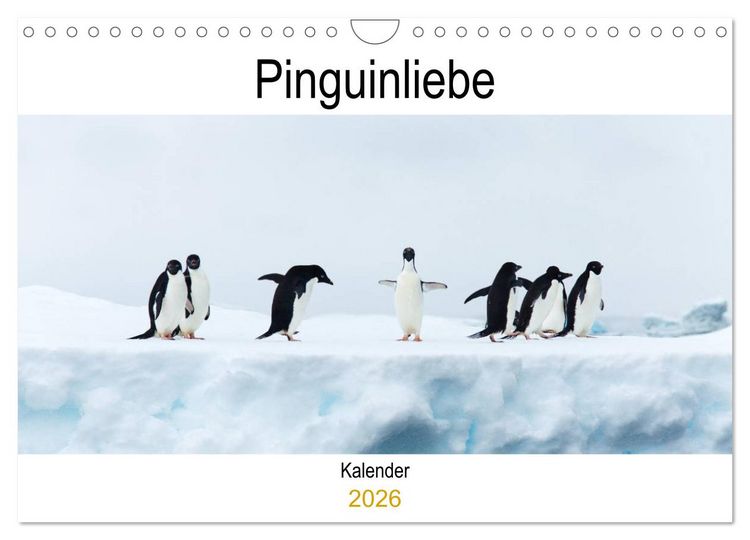 Produktbild: Pinguinliebe (Wandkalender 2026 DIN A4 quer), CALVENDO Monatskalender