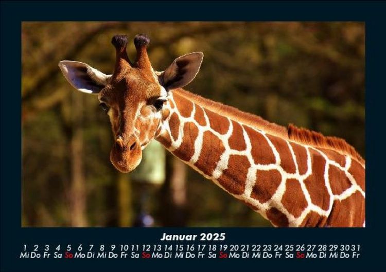 Produktbild: Giraffen 2025 Fotokalender DIN A5