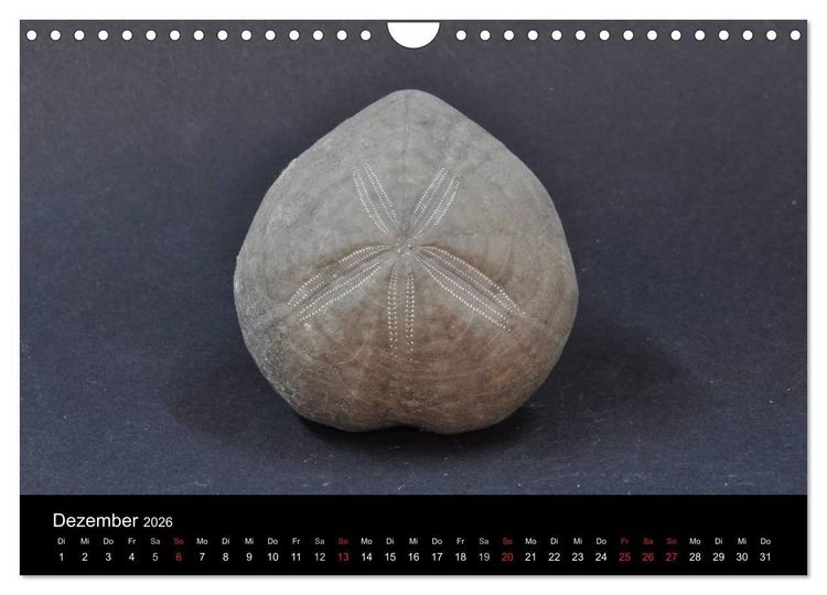 Produktbild: Fossilien - Zeugen der Urzeit (Wandkalender 2026 DIN A4 quer), CALVENDO Monatskalender