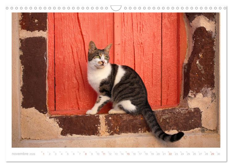 Produktbild: Chats des &icirc;les (Calendrier mural 2026 DIN A3 vertical), CALVENDO calendrier mensuel