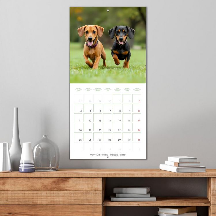 Produktbild: Dachshunds - lovely little dogs (Wall Calendar 2026 12 &times; 12 Inch) CALVENDO 12 Month Wall Calendar