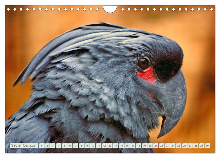 Produktbild: Krumm Schn&auml;bel - Papageien, Sittiche und andere Krumm Schn&auml;bel (Wandkalender 2026 DIN A4 quer), CALVENDO Monatskalender