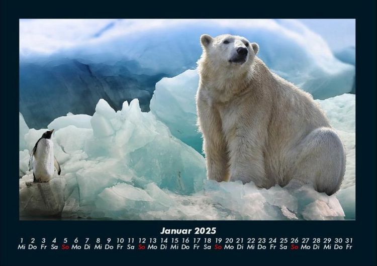 Produktbild: Pinguine & Eisb&auml;ren 2025 Fotokalender DIN A4