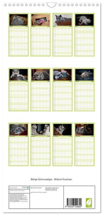 Produktbild: Familienplaner 2026 - B&auml;rige Schmusetiger - Britisch Kurzhaar mit 5 Spalten (Wandkalender, 21 x 45 cm) CALVENDO