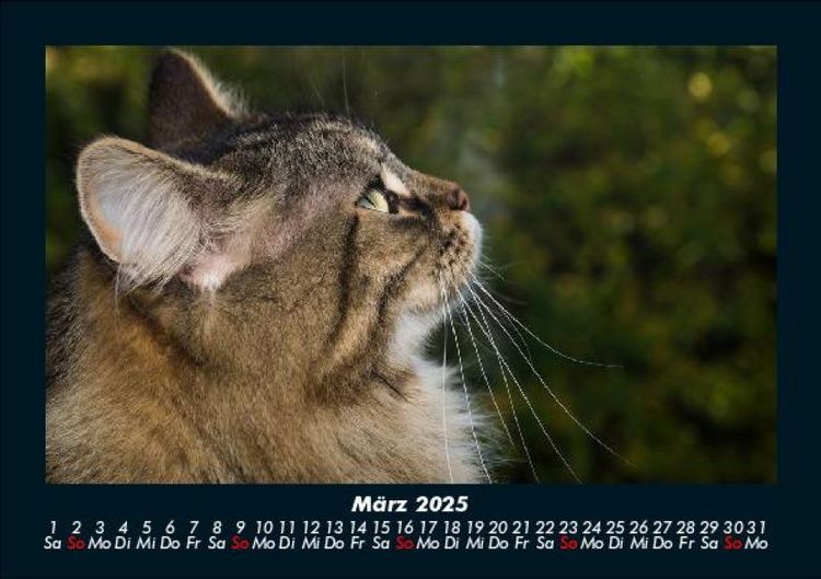 Produktbild: F&uuml;r Katzenfreunde 2025 Fotokalender DIN A5