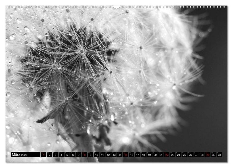 Produktbild: Pusteblume - Impressionen in schwarzwei&szlig; (Wandkalender 2026 DIN A2 quer), CALVENDO Monatskalender
