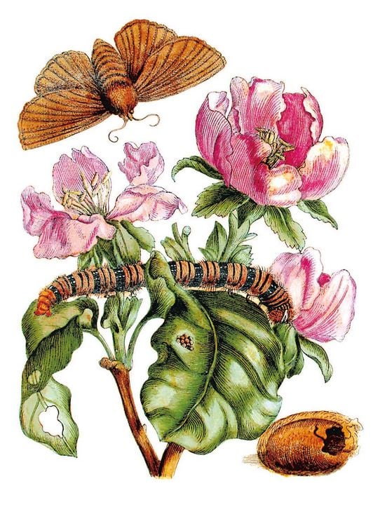 Produktbild: Maria Sibylla Merian &ndash; Bl&uuml;ten, Raupen, Schmetterlinge (Jubil&auml;umsausgabe)