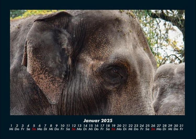 Produktbild: Tiere in der Wildnis 2025 Fotokalender DIN A4