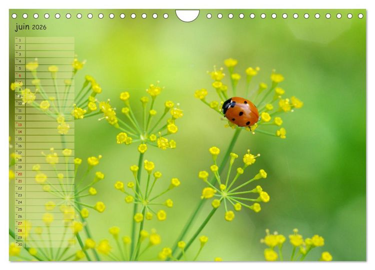 Produktbild: Coccinelles rouges &agrave; points noirs (Calendrier mural 2026 DIN A4 vertical), CALVENDO calendrier mensuel