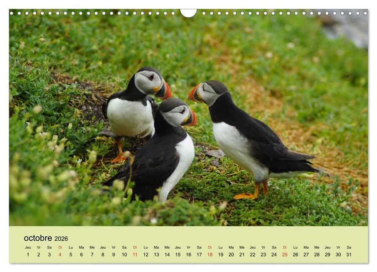 Produktbild: Macareux-moines Des petits oiseaux originaux! (Calendrier mural 2026 DIN A3 vertical), CALVENDO calendrier mensuel