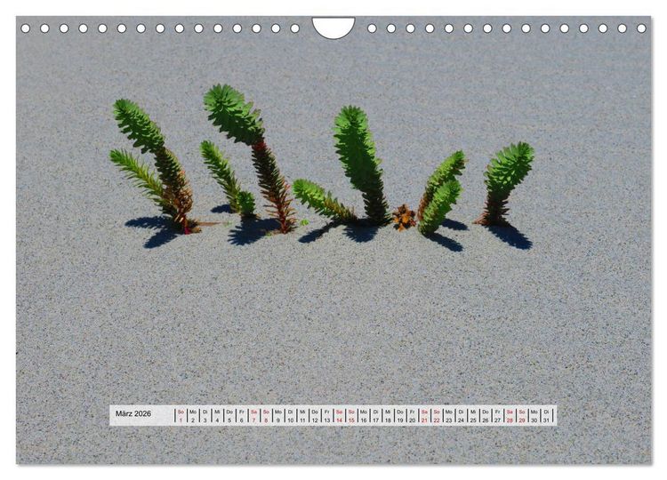 Produktbild: organische Strukturen Abstrakte Formen der Natur (Wandkalender 2026 DIN A4 quer), CALVENDO Monatskalender