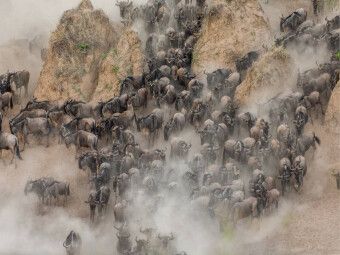 Produktbild: CALVENDO Puzzle Gnus | 1000 Teile Lege-Gr&ouml;&szlig;e 64x48cm Foto-Puzzle f&uuml;r gl&uuml;ckliche Stunden