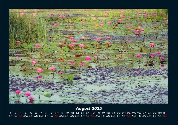 Produktbild: Rosen-Kalender 2025 Fotokalender DIN A4