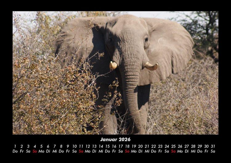 Produktbild: Elefanten - Die sanften Riesen Afrikas 2026 Fotokalender DIN A3