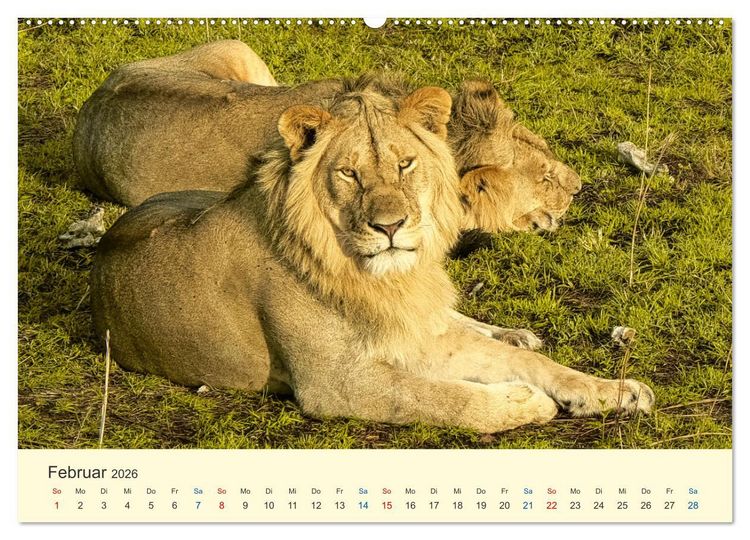 Produktbild: Safari in Kenia (Wandkalender 2026 DIN A2 quer), CALVENDO Monatskalender
