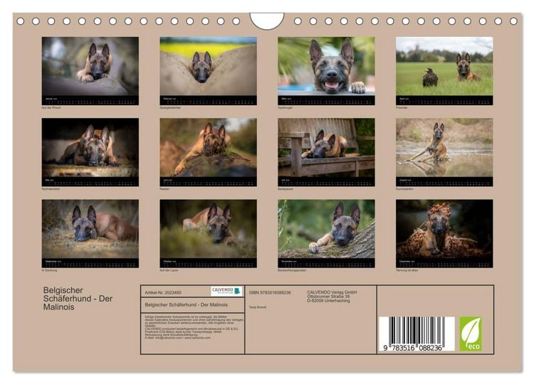 Produktbild: Belgischer Sch&auml;ferhund - Der Malinois (Wandkalender 2026 DIN A4 quer), CALVENDO Monatskalender