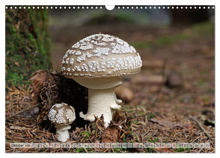 Produktbild: Waldpilz-Impressionen (Wandkalender 2026 DIN A3 quer), CALVENDO Monatskalender