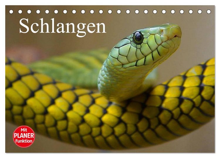 Produktbild: Schlangen (Tischkalender 2026 DIN A5 quer), CALVENDO Monatskalender