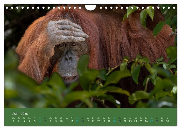 Produktbild: Orang Utans - Indonesien (Wandkalender 2026 DIN A4 quer), CALVENDO Monatskalender