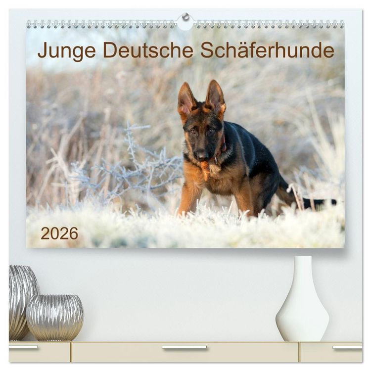 Produktbild: Junge Deutsche Sch&auml;ferhunde (hochwertiger Premium Wandkalender 2026 DIN A2 quer), Kunstdruck in Hochglanz