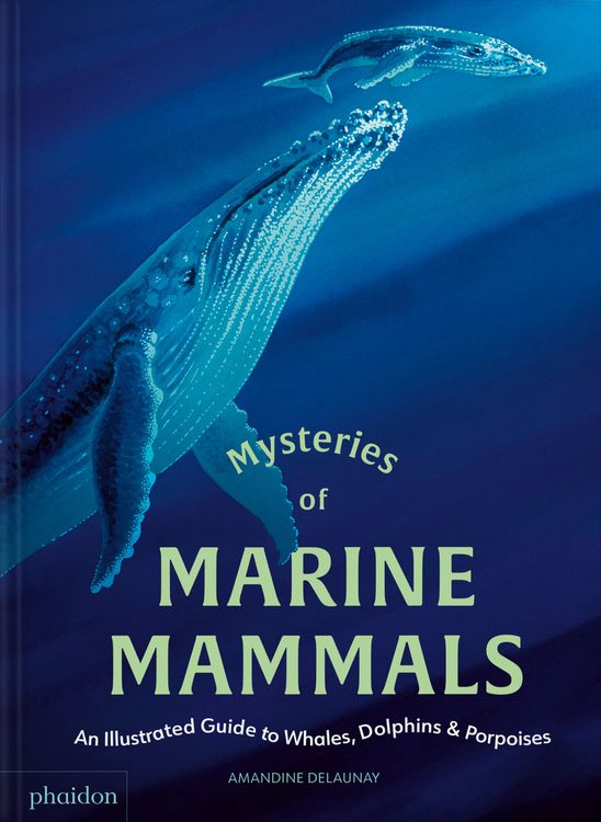Produktbild: Mysteries of Marine Mammals: An Illustrated Guide to Whales, Dolphins, and Porpoises (2025)