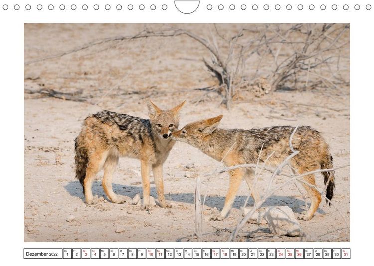 Produktbild: Wildlife - Tiere in Namibia (Wandkalender 2022 DIN A4 quer)