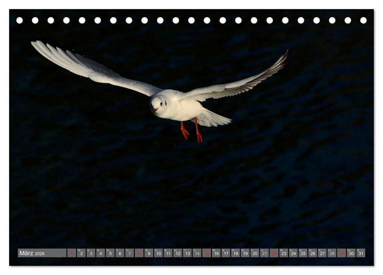 Produktbild: INNE BOTANIK - V&ouml;gel im Ruhrpott (Tischkalender 2026 DIN A5 quer), CALVENDO Monatskalender