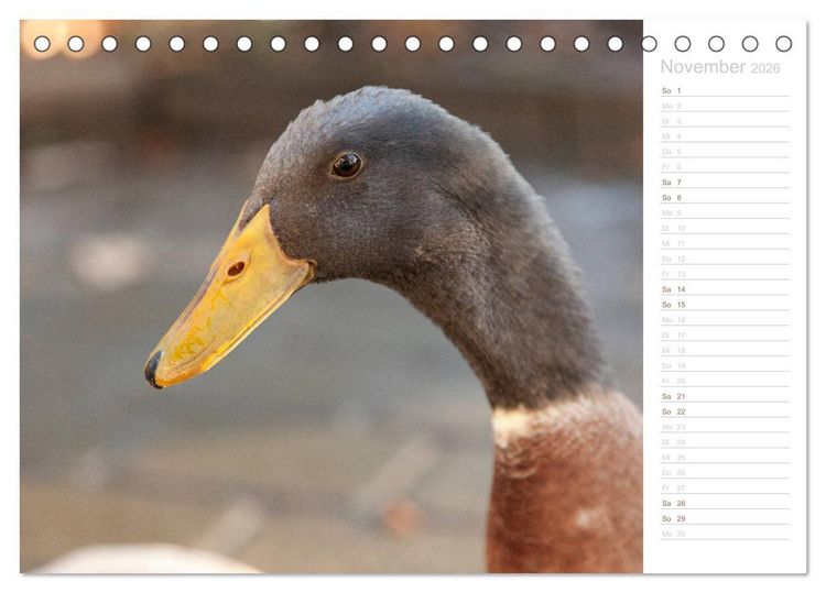 Produktbild: Laufenten - tierisch liebenswerte Zeitgenossen (Tischkalender 2026 DIN A5 quer), CALVENDO Monatskalender