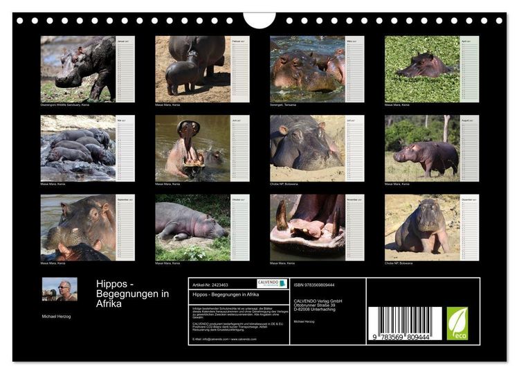 Produktbild: Hippos - Begegnungen in Afrika (Wandkalender 2027 DIN A4 quer), CALVENDO Monatskalender