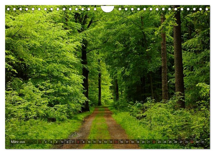 Produktbild: Feng Shui Farben - Element: Holz (Wandkalender 2026 DIN A4 quer), CALVENDO Monatskalender