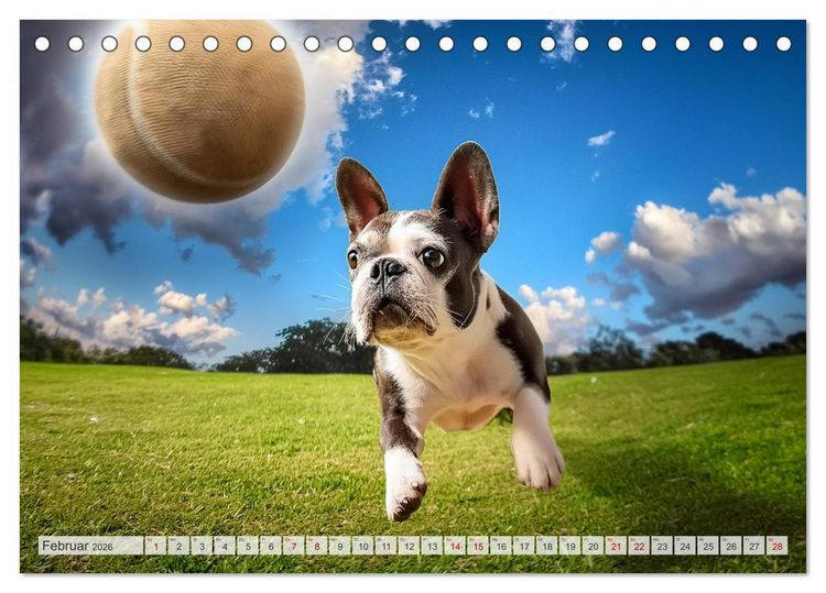 Produktbild: Bullys in Action - Franz&ouml;sische Bulldoggen lieben B&auml;lle (Tischkalender 2026 DIN A5 quer), CALVENDO Monatskalender