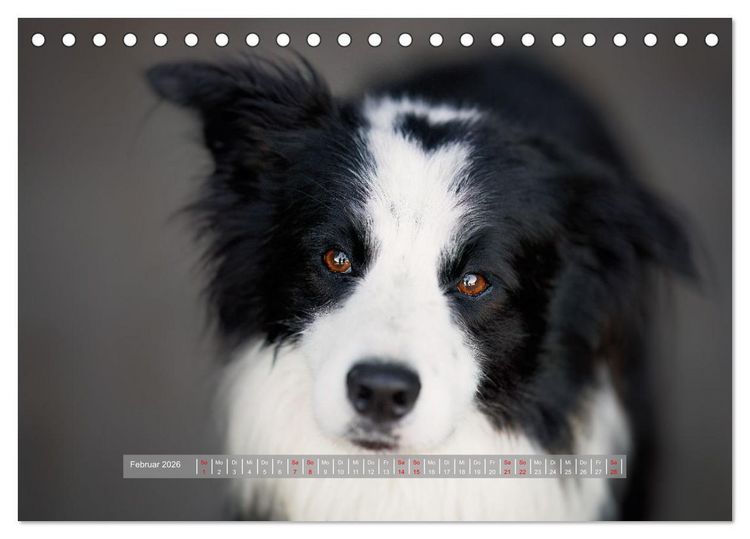 Produktbild: H&uuml;tehunde - H&uuml;ter der Herzen (Tischkalender 2026 DIN A5 quer), CALVENDO Monatskalender