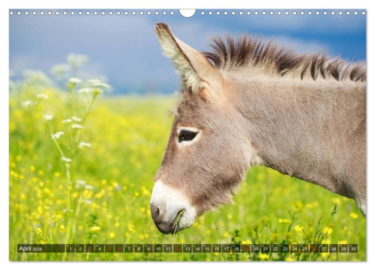 Produktbild: Esel - h&uuml;bsch, klug und flei&szlig;ig (Wandkalender 2026 DIN A3 quer), CALVENDO Monatskalender