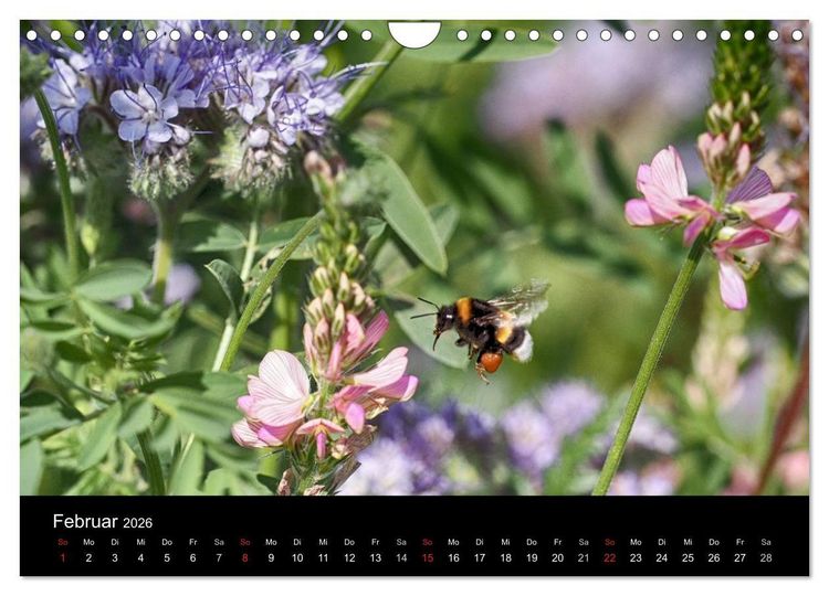 Produktbild: Hummelflug (Wandkalender 2026 DIN A4 quer), CALVENDO Monatskalender