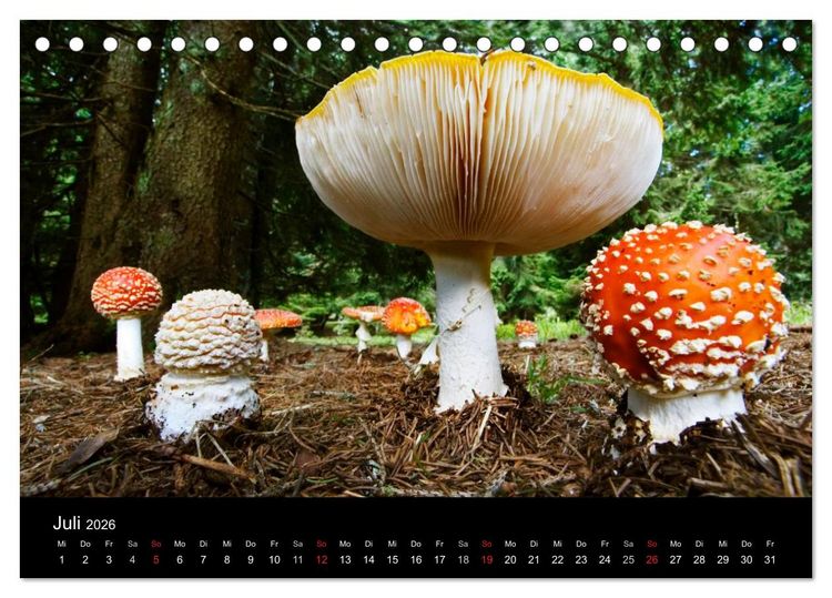Produktbild: Pilze (Tischkalender 2026 DIN A5 quer), CALVENDO Monatskalender