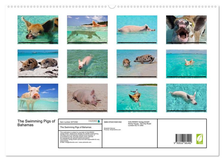 Produktbild: The Swimming Pigs of Bahamas (High Quality Premium Wall Calendar 2026 DIN A2 landscape),CALVENDO 12 Month Wall Calendar